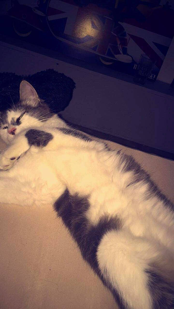 Punky a rejoint le concours — aidez-le/la à gagner de superbes lots ! american_curl, black_and_white, carnivore, cat, cloud, domestic_long_haired_cat, felidae, fur, kitten, meteorological_phenomenon, norwegian_forest_cat, paw, polydactyl_cat, sky, small_to_medium_sized_cats, square, tail, turkish_van, whiskers