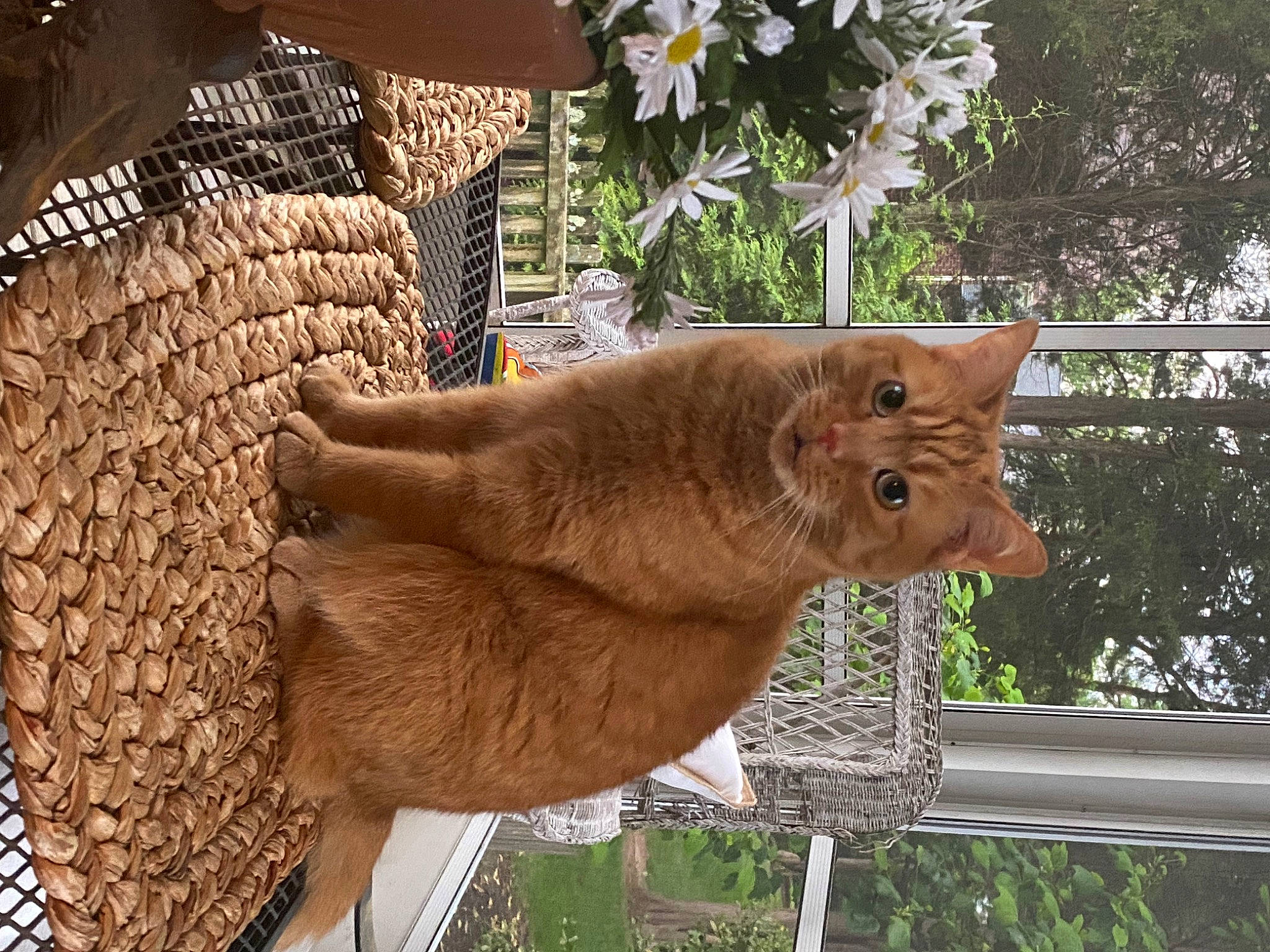 Grimm is registered to the contest to win money with this photo: art, carnivore, domestic_short_haired_cat, fawn, felidae, flower, fur, moose, plant, sculpture, small_to_medium_sized_cats, snout, tail, terrestrial_animal, tree, trunk, twig, whiskers, window, wood