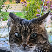 Moutic a rejoint le concours — aidez-le/la à gagner de superbes lots ! animal, cat, close_up, cute, feline, flower, fur, garden, green_eyes, mammal, nature, outdoor, pet, plant, portrait, purple_flower, tabby, whiskers, yellow_flower