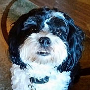 Minnie is registered to the contest to win money with this photo: animal, black_and_white, carpet, close_up, collar, companion, cute, dog, domestic, expression, face, fluffy, friendly, fur, indoor, mammal, pet, portrait, teeth, whiskers