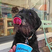 Jaina a rejoint le concours — aidez-le/la à gagner de superbes lots ! dog, black_dog, tongue, ice_cream_cup, hand, collar, leash, outdoor, cafe, chair, stone_wall, window, reflection, person_hand, pet, animal, closeup, happy, treat, waiting
