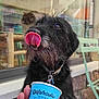 dog, black_dog, tongue, ice_cream_cup, hand, collar, leash, outdoor, cafe, chair, stone_wall, window, reflection, person_hand, pet, animal, closeup, happy, treat, waiting