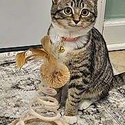 Nova joined the competition — help win amazing prizes! cat, kitten, tabby, pet, indoor, toy, feathers, spiral, curious, sitting, floor, rug, collar, bell, white_paws, door, wall, household, playful, feline