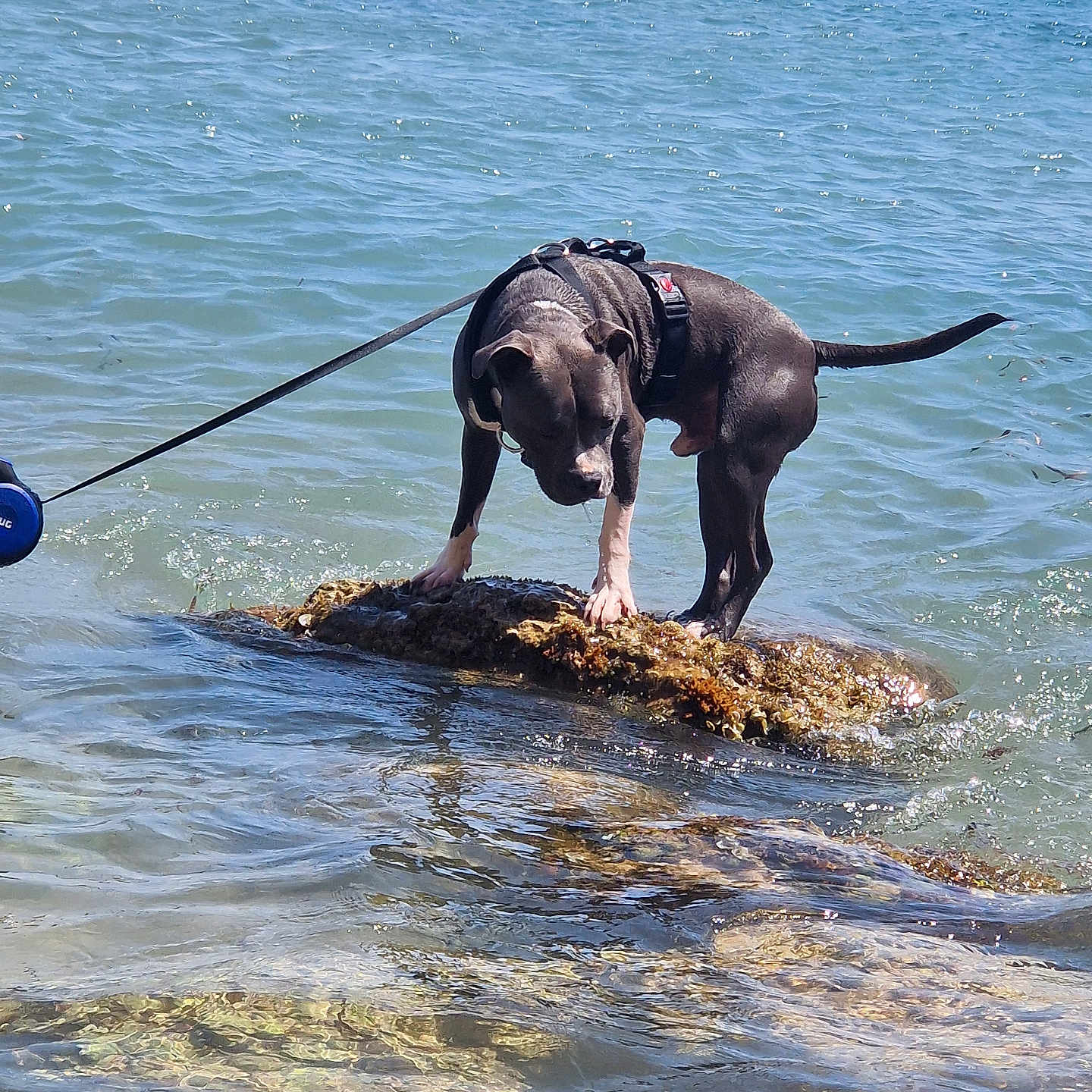 Shadow a rejoint le concours — aidez-le/la à gagner de superbes lots ! accessories, animal, beach, canine, coast, dog, hound, lake, leash, nature, outdoors, pet, pointer, puppy, rock, sea, seawaves, shoreline, summer, water