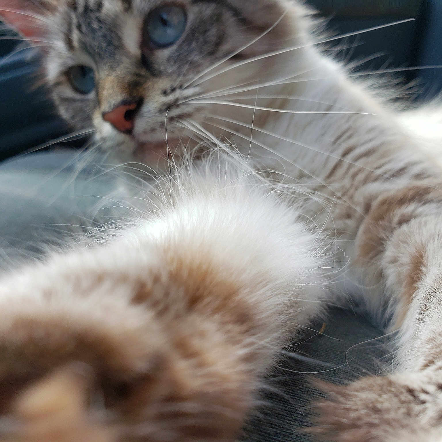 Precious