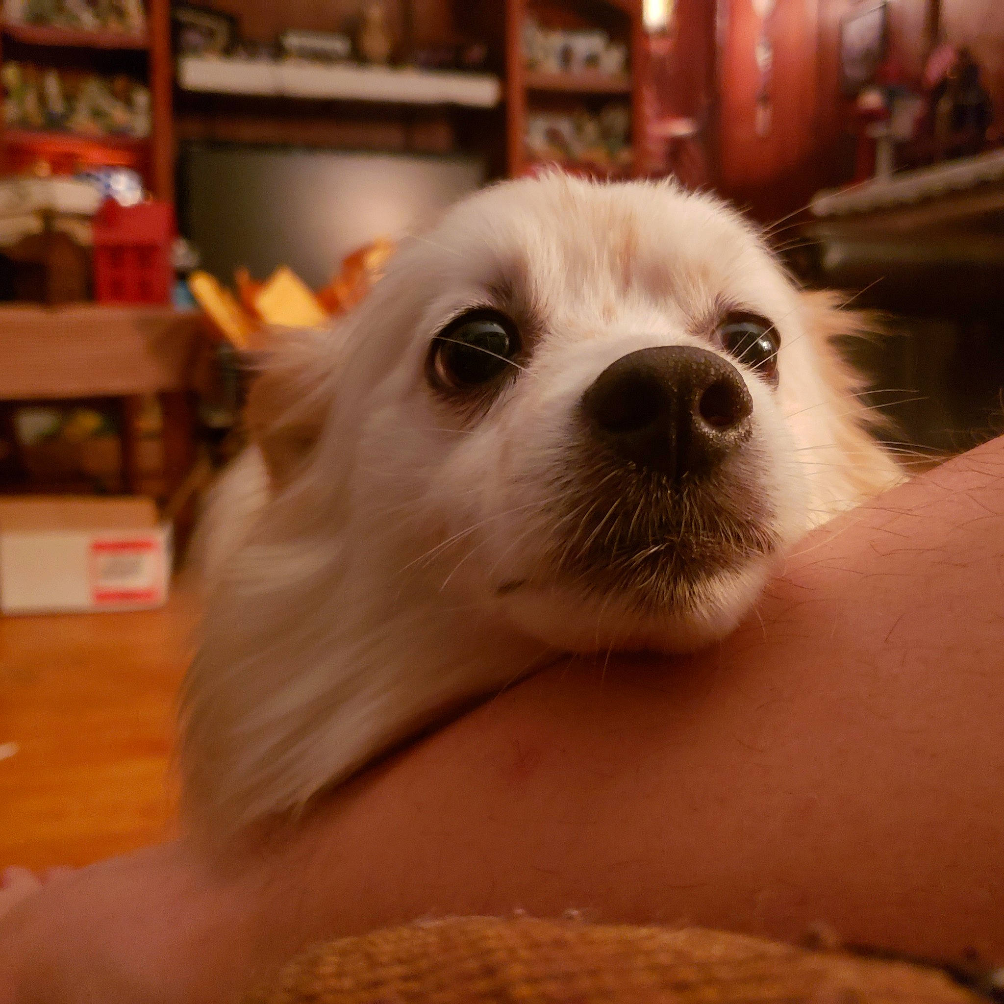 Krypto joined the competition — help win amazing prizes! american_eskimo_dog, canidae, carnivore, companion_dog, dog, dog_breed, eye, head, japanese_spitz, mammal, non_sporting_group, nose, pomeranian, puppy, puppy_love, rare_breed_dog, snout, vertebrate, volpino_italiano, whiskers