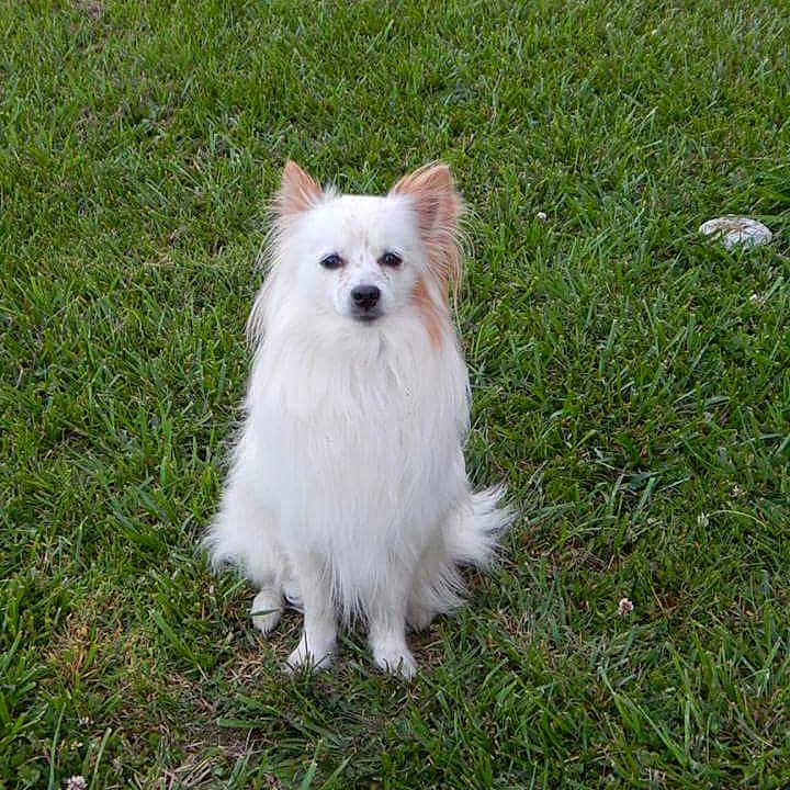 Krypto
