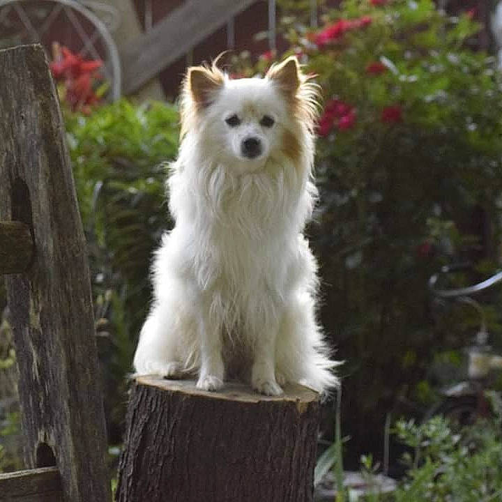 Krypto is registered to the contest to win money with this photo: berger_blanc_suisse, canadian_eskimo_dog, canidae, carnivore, companion_dog, dog, dog_breed, german_spitz, german_spitz_mittel, indian_spitz, japanese_spitz, kintamani, mammal, non_sporting_group, pomeranian, rare_breed_dog, samoyed, spitz, vertebrate, volpino_italiano