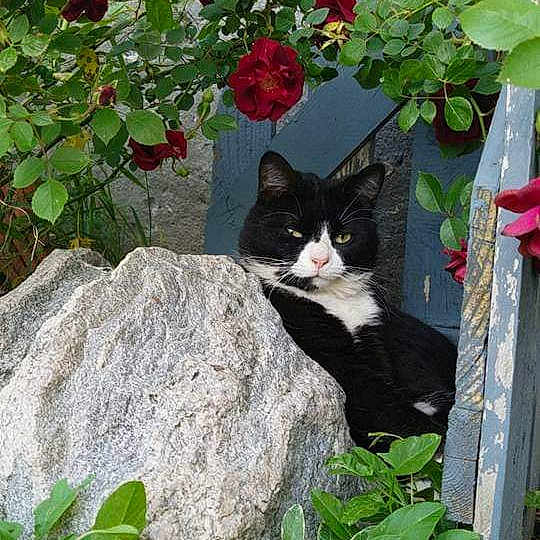 Oreo joined the competition — help win amazing prizes! aegean_cat, backyard, black_cat, botany, carnivore, cat, domestic_short_haired_cat, european_shorthair, felidae, flower, garden, plant, shrub, small_to_medium_sized_cats, whiskers, window