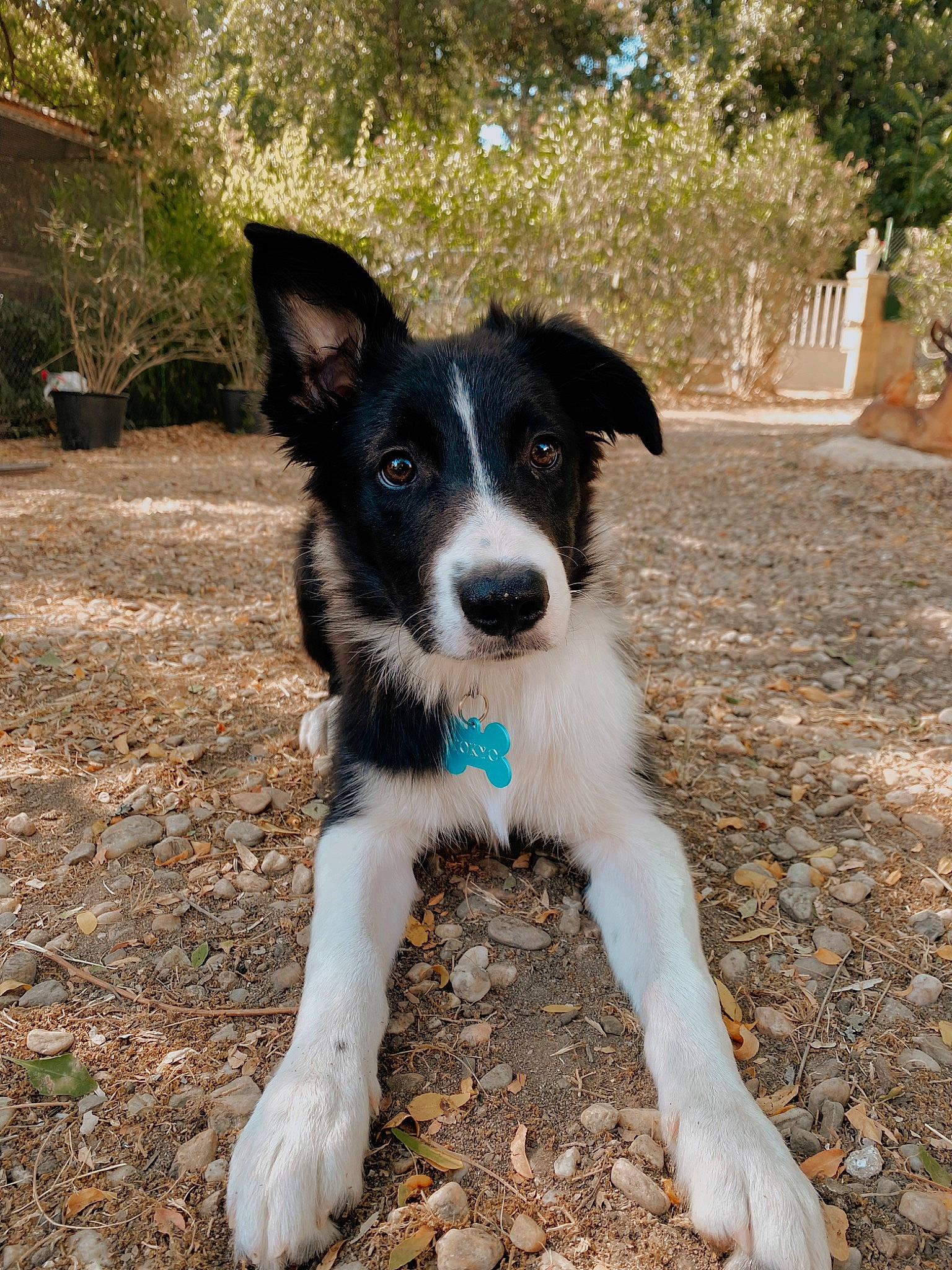Tokyo a rejoint le concours — aidez-le/la à gagner de superbes lots ! canidae, carnivore, companion_dog, dog, dog_breed, electric_blue, grass, herding_dog, mcnab, plant, soil, sporting_group, tail, terrestrial_animal, tree, whiskers, working_animal, working_dog