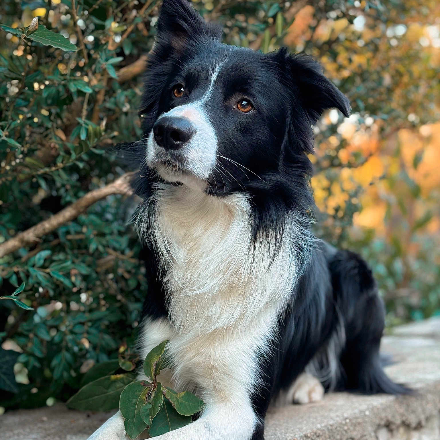 Tokyo a rejoint le concours — aidez-le/la à gagner de superbes lots ! accessories, animal, canine, cockerspaniel, collie, dog, grass, herbal, herbs, husky, leaf, papillon, pet, plant, puppy, rock, snout, strap, tree, vegetation