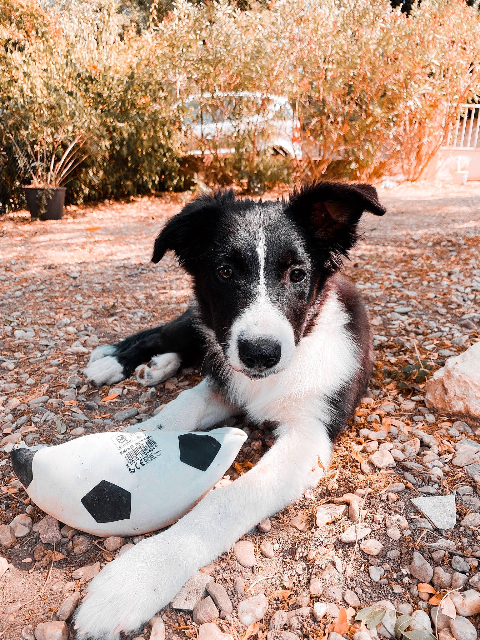 Tokyo a rejoint le concours — aidez-le/la à gagner de superbes lots ! bicycle, border_collie, canidae, carnivore, collar, companion_dog, dog, dog_breed, dog_collar, grass, herding_dog, plant, snout, soil, sporting_group, tail, terrier, tree, working_animal, working_dog
