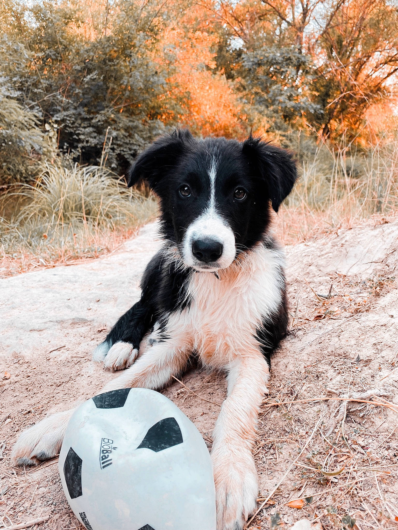 Tokyo a rejoint le concours — aidez-le/la à gagner de superbes lots ! ball, border_collie, canidae, carmine, carnivore, companion_dog, dog, dog_breed, football, fur, grass, herding_dog, plant, snout, soccer, soil, sporting_group, tree, working_animal, working_dog