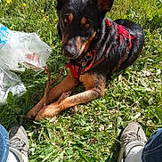Midas a rejoint le concours — aidez-le/la à gagner de superbes lots ! animal, canine, daylight, dog, field, flora, grass, greenery, nature, outdoor, paws, pet, playing, red_harness, relaxed, shoes, sneakers, stick, summer, sunlight
