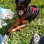 animal, canine, daylight, dog, field, flora, grass, greenery, nature, outdoor, paws, pet, playing, red_harness, relaxed, shoes, sneakers, stick, summer, sunlight