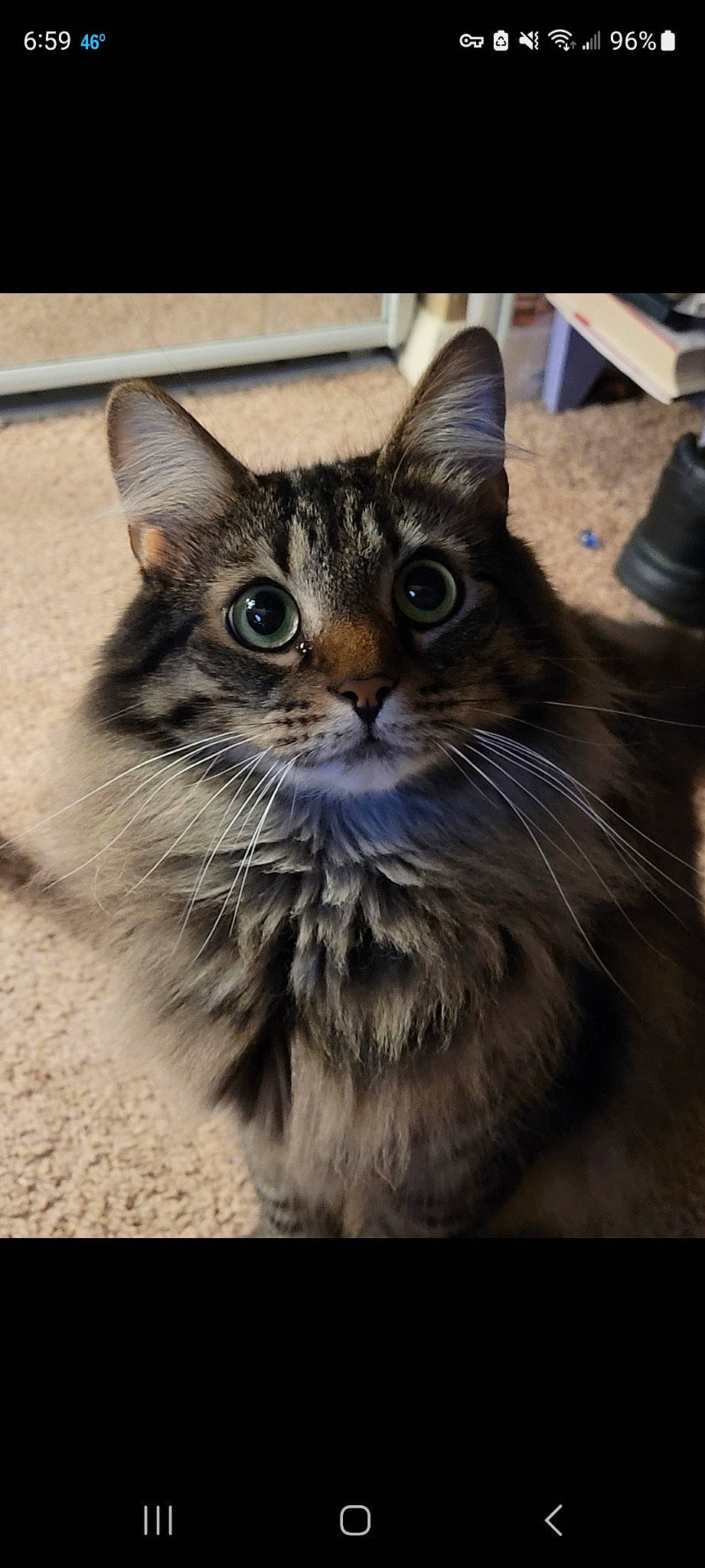 Badger is registered to the contest to win money with this photo: carnivore, cat, claw, domestic_short_haired_cat, felidae, fur, paw, photo_caption, small_to_medium_sized_cats, snout, terrestrial_animal, whiskers, wildlife, window