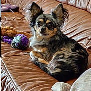 Thor a rejoint le concours — aidez-le/la à gagner de superbes lots ! dog, small_dog, couch, leather_couch, toy, purple_toy, brown, fur, pet, indoor, animal, cute, ears, face, looking, relaxed, home, domestic, companion, resting