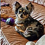 animal, brown, companion, couch, cute, dog, domestic, ears, face, fur, home, indoor, leather_couch, looking, pet, purple_toy, relaxed, resting, small_dog, toy