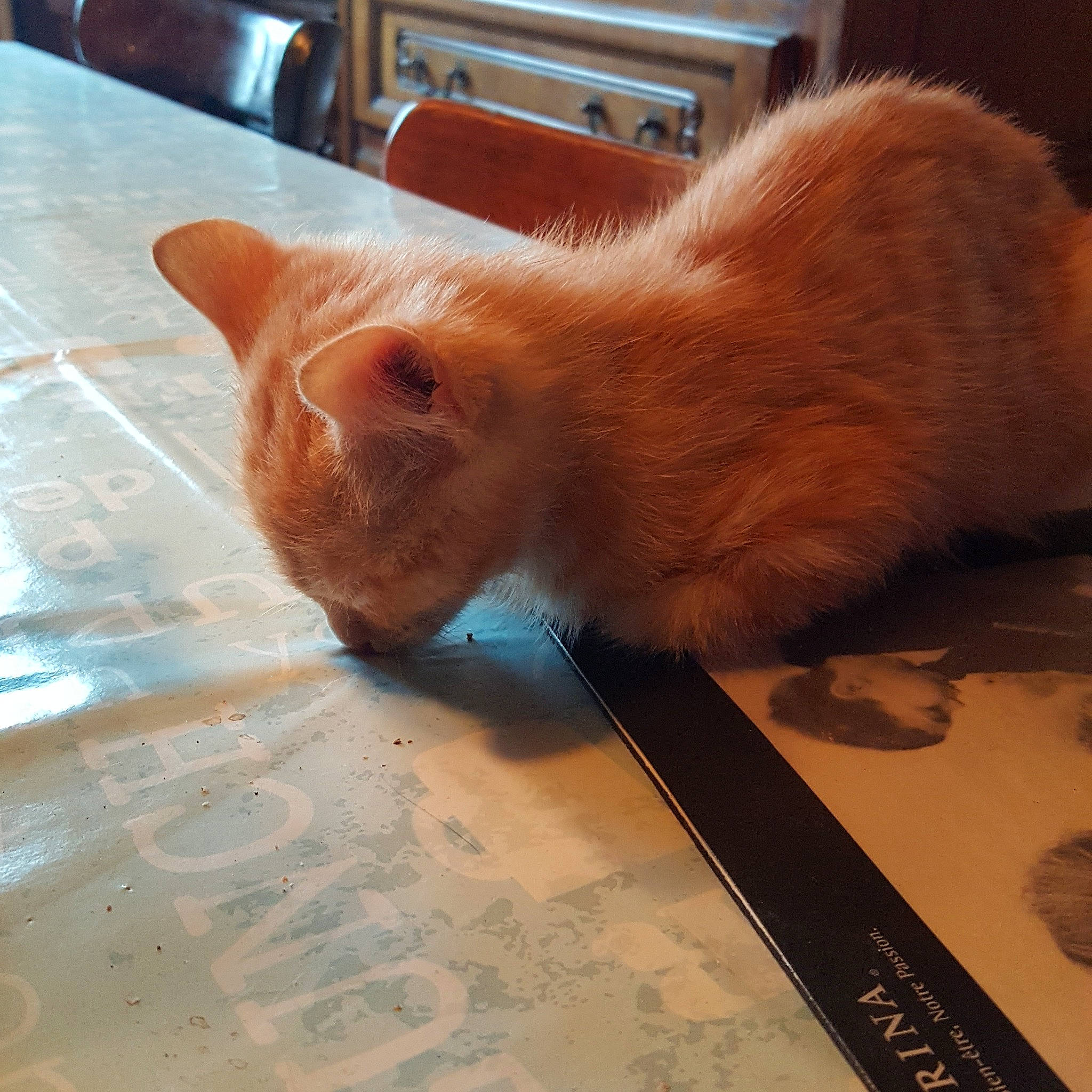 Bédo participe au concours pour gagner de l'argent avec cette photo : carnivore, cat, domestic_short_haired_cat, ear, fawn, felidae, fur, german_rex, ojos_azules, paw, small_to_medium_sized_cats, snout, tail, whiskers