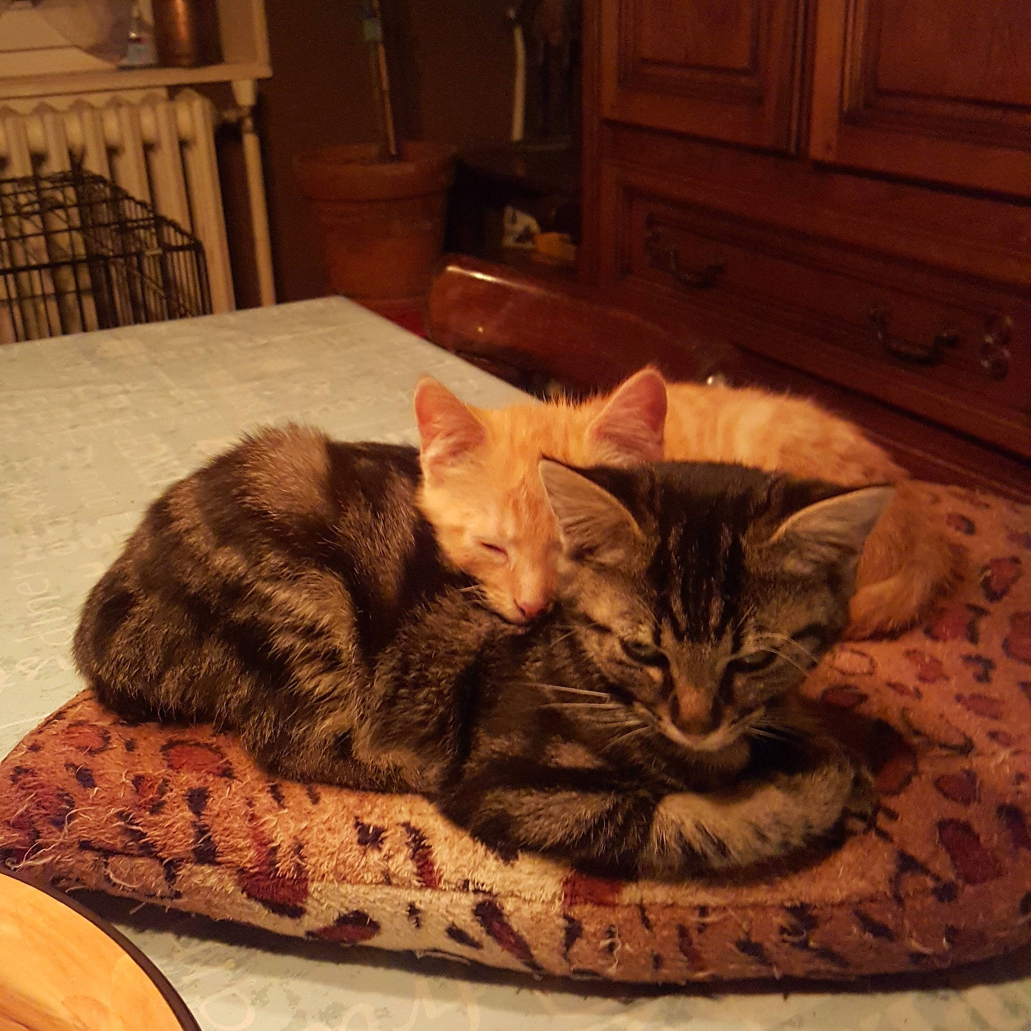 Bédo participe au concours pour gagner de l'argent avec cette photo : american_shorthair, asian, australian_mist, bed, california_spangled, carnivore, cat, cat_bed, domestic_short_haired_cat, dragon_li, european_shorthair, felidae, fur, kitten, mammal, nap, ocicat, small_to_medium_sized_cats, tabby_cat, whiskers