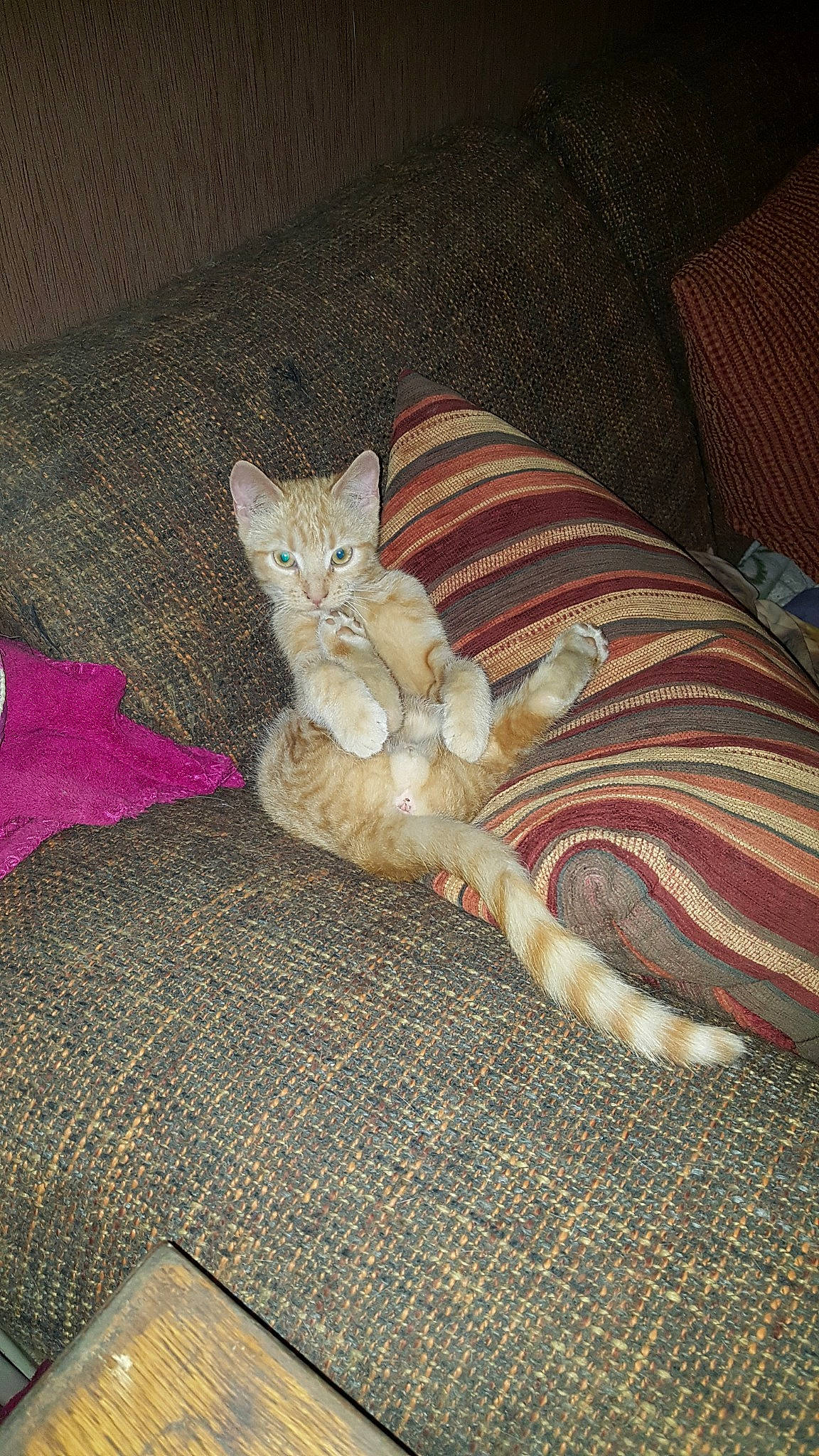 Bédo a rejoint le concours — aidez-le/la à gagner de superbes lots ! asian, carnivore, cat, domestic_short_haired_cat, european_shorthair, fawn, felidae, fur, kitten, nap, polydactyl_cat, sleep, small_to_medium_sized_cats, tail, whiskers