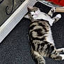 cat, tabby_cat, indoor, carpet, door, window, curious, lying_down, feline, pet, household, red_wall, mat, tail, whiskers, floor, relaxed, striped_fur, animal, cozy