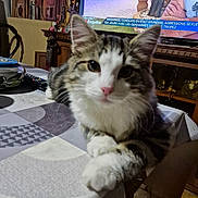 Tineko participe au concours pour gagner de l'argent avec cette photo : cat, table, tablecloth, living_room, television, remote_control, artwork, lamp, furniture, decor, paw, curious, indoor, pet, pink_nose, pattern, couch, wooden_furniture, household_items, relaxed