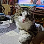 cat, table, tablecloth, living_room, television, remote_control, artwork, lamp, furniture, decor, paw, curious, indoor, pet, pink_nose, pattern, couch, wooden_furniture, household_items, relaxed