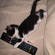 Ubby participe au concours pour gagner de l'argent avec cette photo : adorable, animal, black_and_white, blanket, cat, couch, cozy, cute, domestic_cat, feline, fur, indoor, kitten, paw, pet, remote_control, resting, sleeping, small, tail