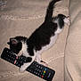 adorable, animal, black_and_white, blanket, cat, couch, cozy, cute, domestic_cat, feline, fur, indoor, kitten, paw, pet, remote_control, resting, sleeping, small, tail
