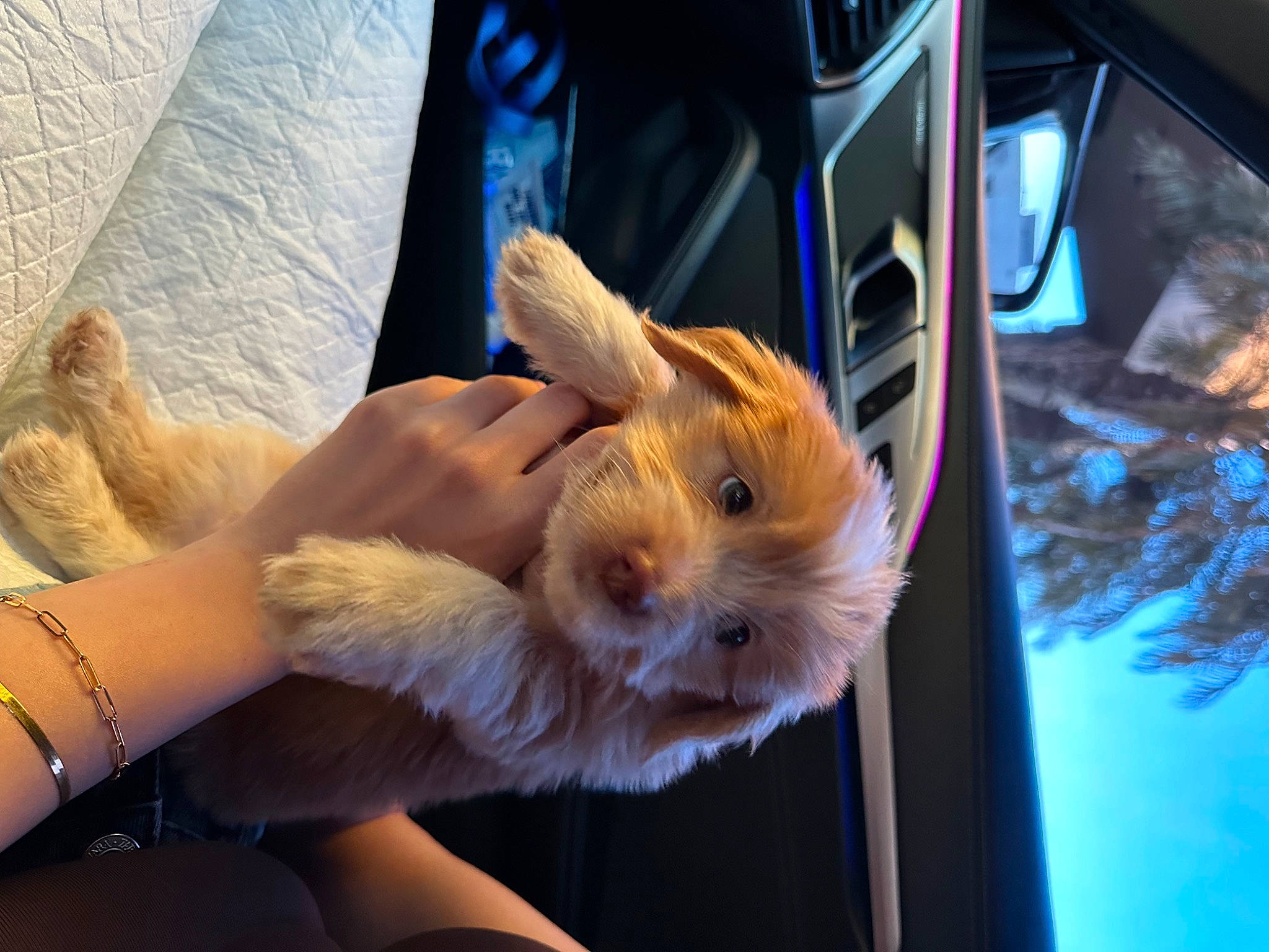 Milo joined the competition — help win amazing prizes! automotive_exterior, automotive_lighting, canidae, carnivore, companion_dog, dog_breed, electric_blue, eyelash, fawn, finger, fur, gesture, human_leg, nail, selfie, snout, sporting_group, vehicle_door, whiskers, wrist