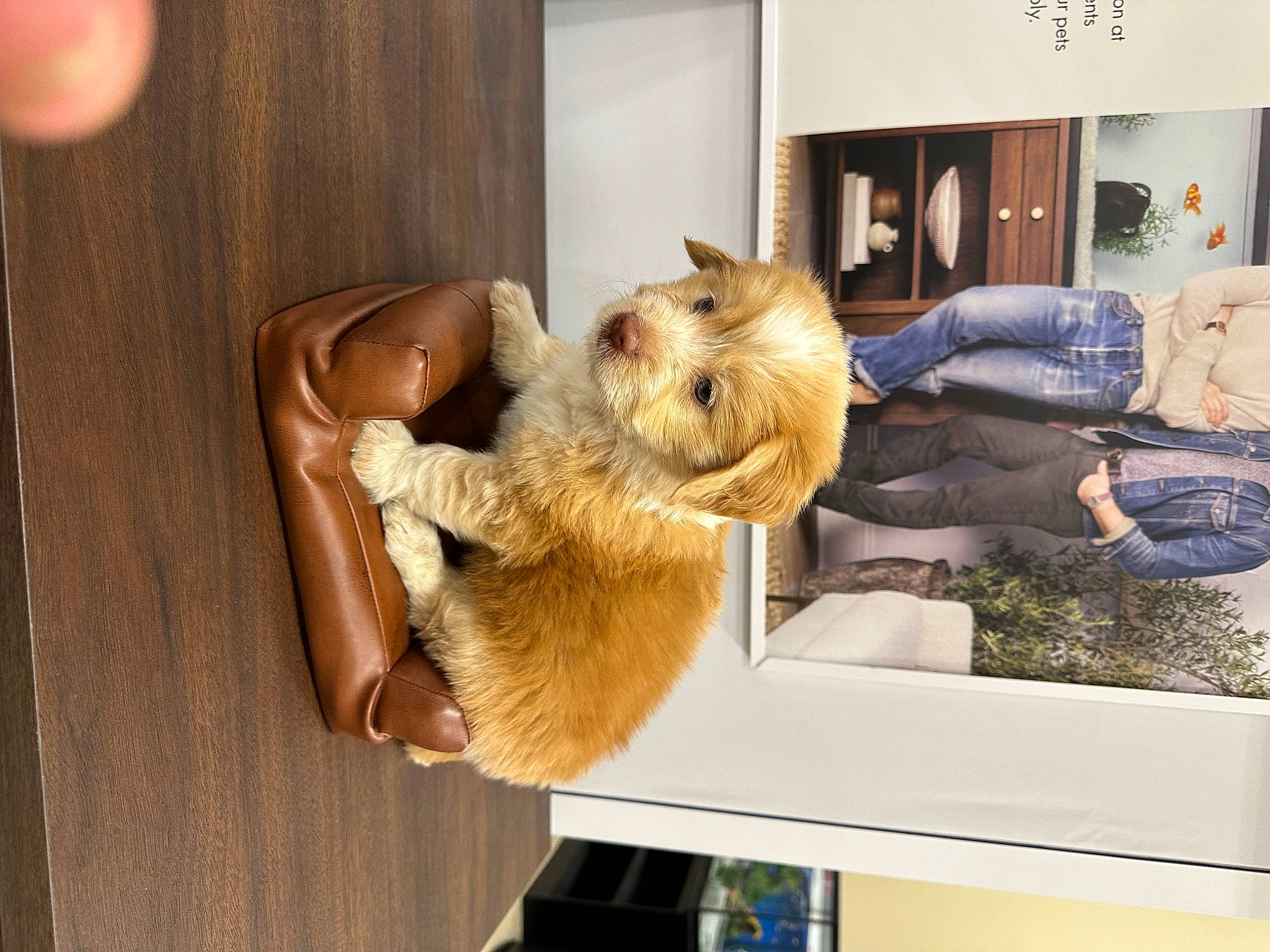 Milo joined the competition — help win amazing prizes! art, canidae, carnivore, claw, comfort, companion_dog, dog_breed, fawn, felidae, fur, picture_frame, plant, room, sitting, small_to_medium_sized_cats, stuffed_toy, tail, toy, whiskers, wood