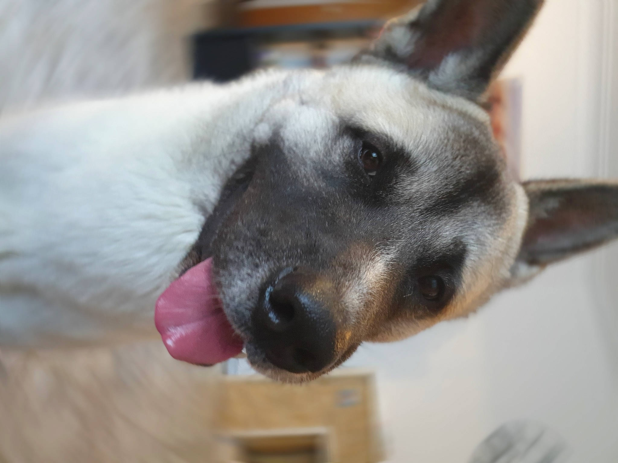 Cookie participe au concours pour gagner de l'argent avec cette photo : australian_cattle_dog, australian_stumpy_tail_cattle_dog, canidae, carnivore, dog, dog_breed, fawn, mammal, norwegian_elkhound, nose, snout, vertebrate