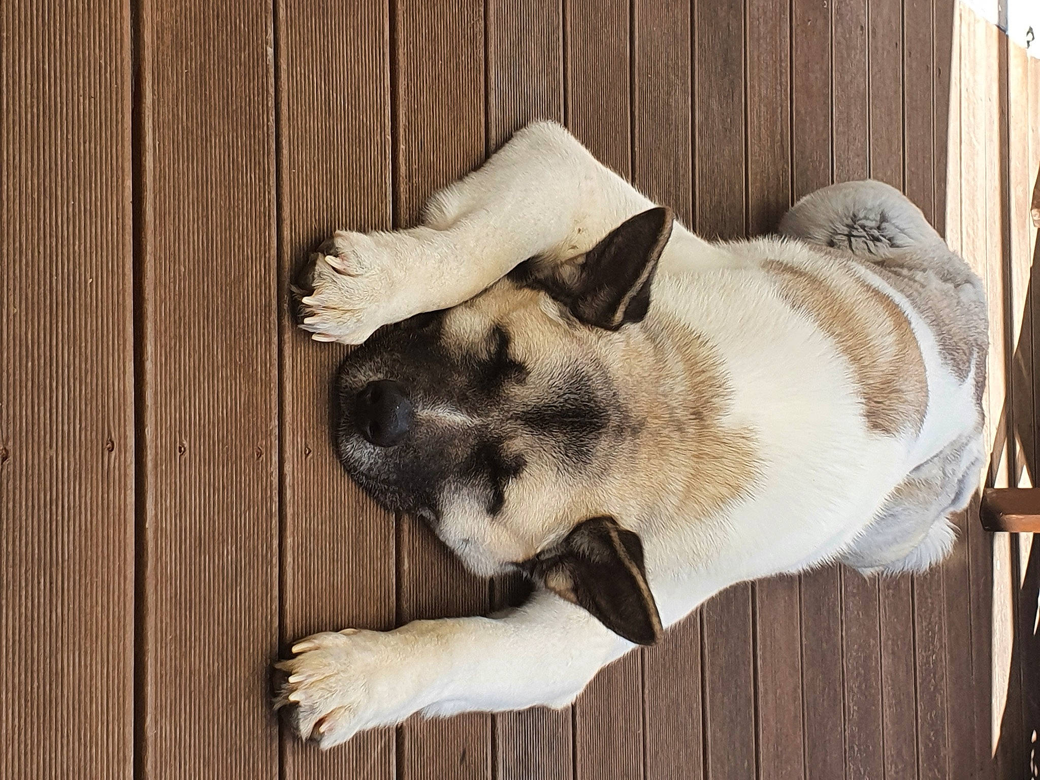 Cookie participe au concours pour gagner de l'argent avec cette photo : canidae, carnivore, companion_dog, dog, dog_breed, ear, fawn, fur, nap, puppy, snout