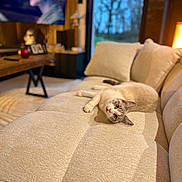 Apérol participe au concours pour gagner de l'argent avec cette photo : cat, couch, indoor, living_room, pet, furniture, window, television, blurred_background, cozy, relaxed, plush, beige, home, animal, resting, soft_lighting, domestic, cute, comfort