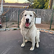 Arlo is registered to the contest to win money with this photo: animal, backyard, canine, collar, dog, fence, friendly, grass, happy, nature, outdoor, pet, playful, sitting, sunset, tongue_out, trampoline, trees, white_dog, wooden_fence