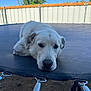 Arlo is registered to the contest to win money with this photo: animal, backyard, canine, close_up, daytime, dog, ears, fence, fur, grass, leisure, outdoor, pet, relaxing, resting, snout, spring, sunny, trampoline, white_dog
