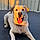 Arlo