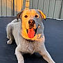 Arlo is registered to the contest to win money with this photo: animal, backyard, canine, closeup, collar, dog, fence, golden_fur, happy, large_dog, mammal, outdoor, paw, pet, playful, relaxed, sunlight, sunset_light, tongue_out, trampoline