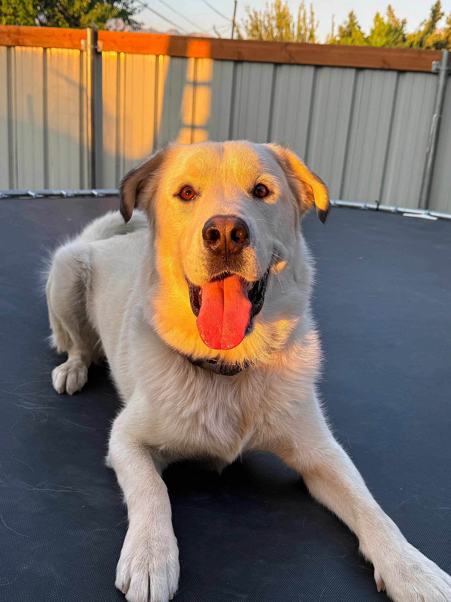Arlo