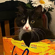 Buddy joined the competition — help win amazing prizes! cat, black_and_white, tuxedo_cat, box, cardboard, flower, daisy, indoor, table, wood, curious, pet, feline, whiskers, pink_nose, eyes, houseplant, decor, closeup, animal