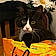 Buddy