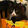 cat, black_and_white, tuxedo_cat, box, cardboard, flower, daisy, indoor, table, wood, curious, pet, feline, whiskers, pink_nose, eyes, houseplant, decor, closeup, animal