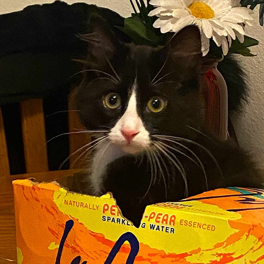 Buddy joined the competition — help win amazing prizes! animal, black_and_white, box, cardboard, cat, closeup, curious, daisy, decor, eyes, feline, flower, houseplant, indoor, pet, pink_nose, table, tuxedo_cat, whiskers, wood
