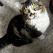 Denver is registered to the contest to win money with this photo: animal, black_and_white, carpet, cat, close_up, cozy, ears, feline, fluffy, golden_eyes, indoor, kitten, long_hair, looking_at_camera, pet, pink_nose, portrait, sitting, tabby, whiskers