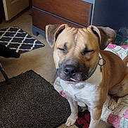 Bruiser joined the competition — help win amazing prizes! animal, blanket, brown, canine, carpet, collar, cozy, dog, domestic, dresser, floor, furniture, home, indoor, pet, quiet, relaxed, resting, sleepy, white