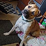 blanket, brown, canine, carpet, collar, curious, dog, domestic_animal, ears, floor, furniture, head_tilt, home, indoor, paw, pet, quilt, resting, room, white