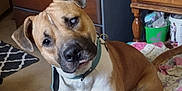 Bruiser is registered to the contest to win money with this photo: animal, blanket, brown, carpet, collar, cozy, curious, dog, drawer, ears, floor, furniture, head_tilt, home, indoor, paw, pet, room, tail, white