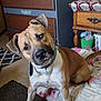 animal, blanket, brown, carpet, collar, cozy, curious, dog, drawer, ears, floor, furniture, head_tilt, home, indoor, paw, pet, room, tail, white