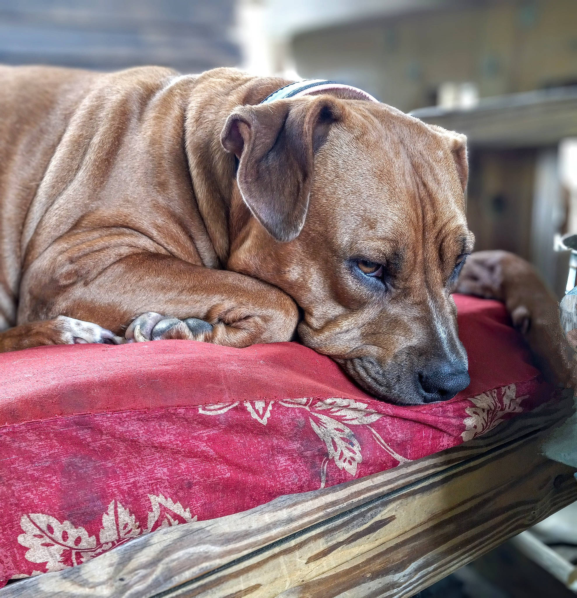 Precious Marie is registered to the contest to win money with this photo: canidae, carnivore, comfort, companion_dog, dog, dog_breed, dog_supply, fawn, fur, guard_dog, linens, nap, pet_supply, snout, sporting_group, terrestrial_animal, toy_dog, whiskers, wood, wrinkle